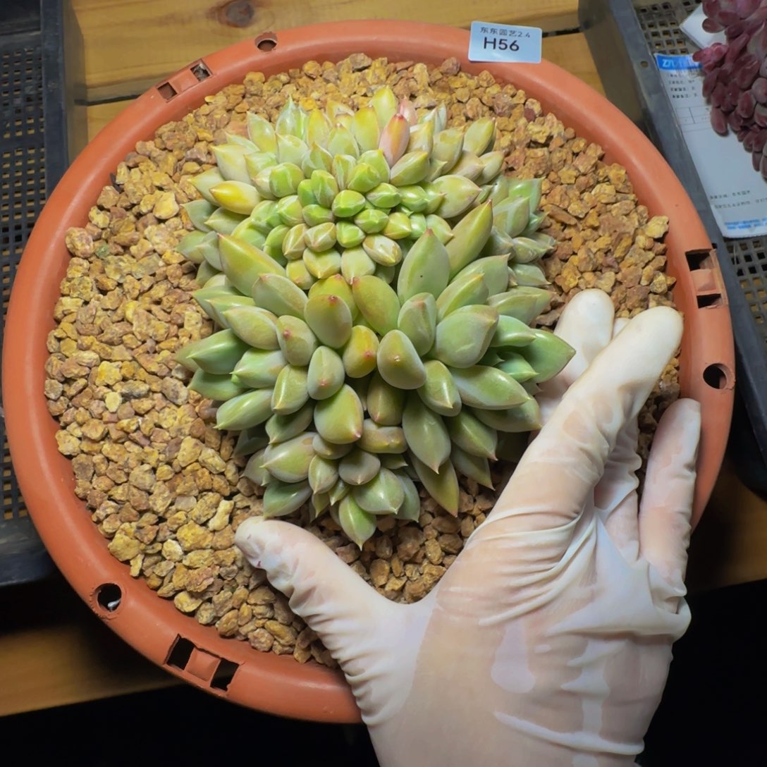 人**琳h h h h h h h 56