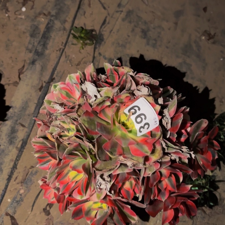 399妖月多肉植物不售后