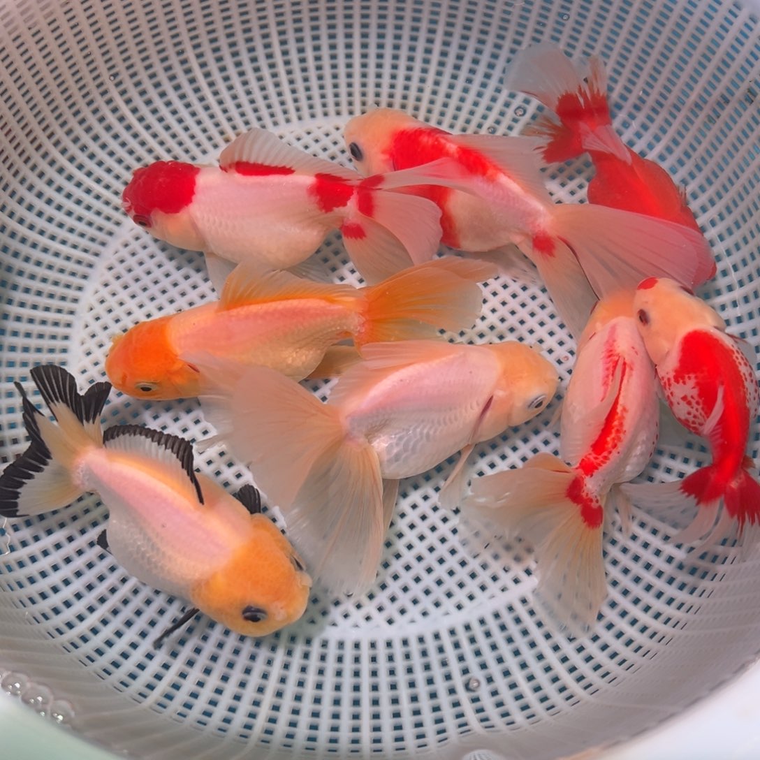 金鱼冷水观赏鱼混搭