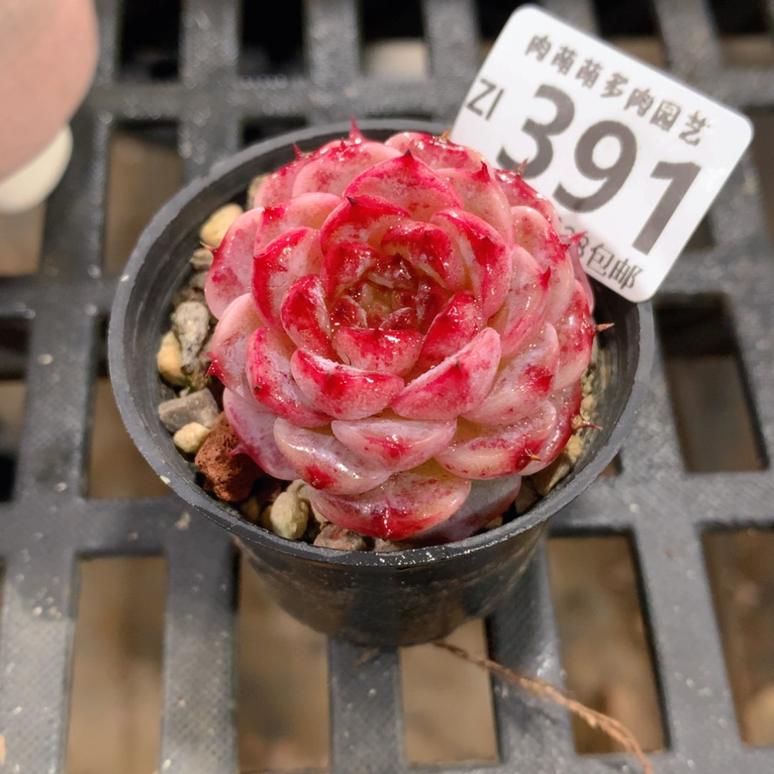 肉萌萌拇指盆精控多肉ZI391