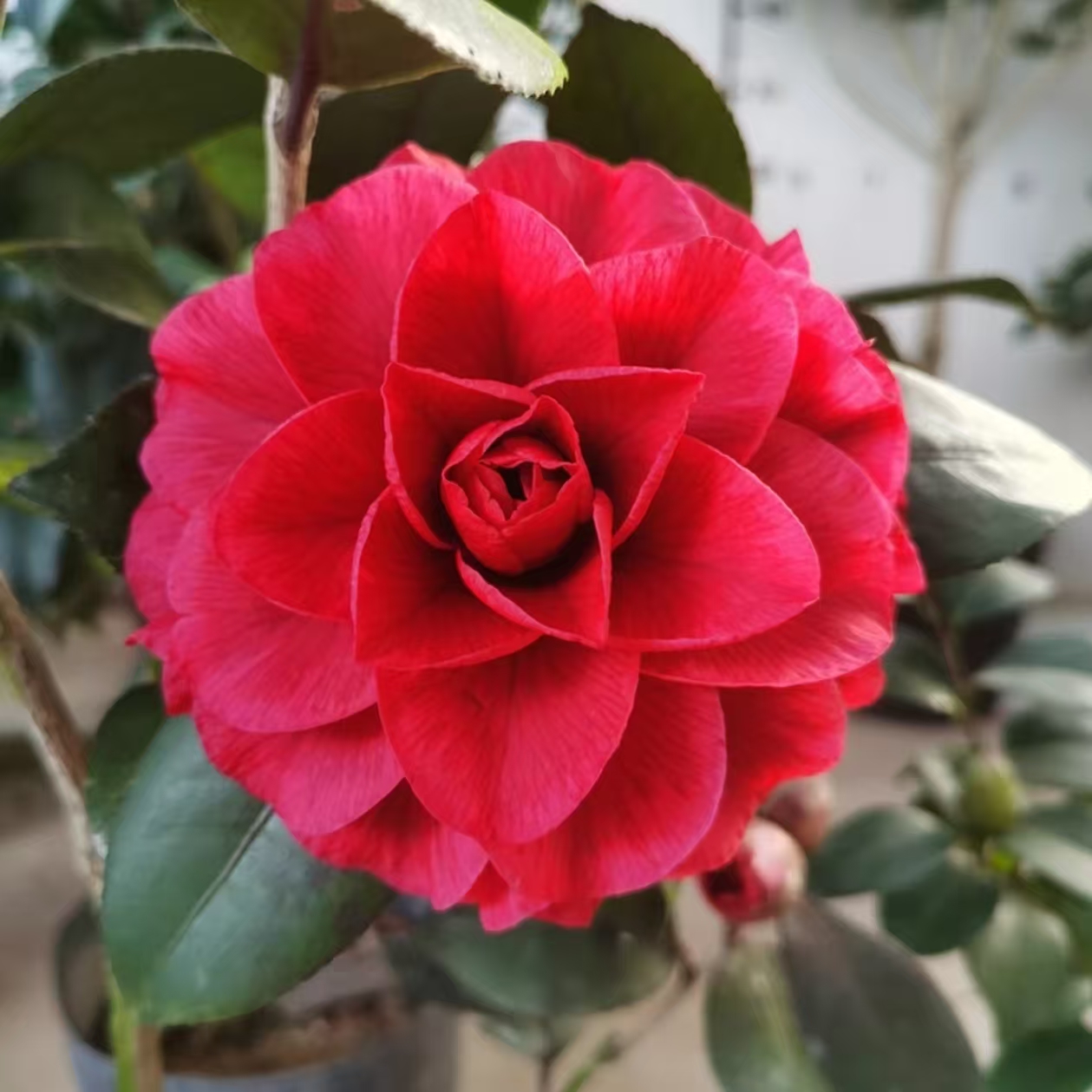 【青叶贝拉茶花】美系贝拉系列 纯红变紫色 原生苗