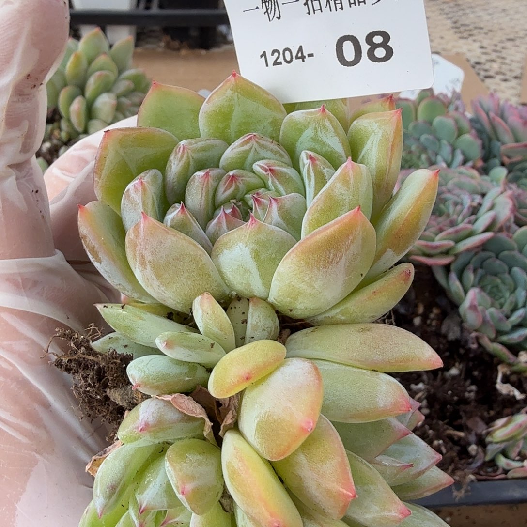 1204-08雪花珍妮多肉