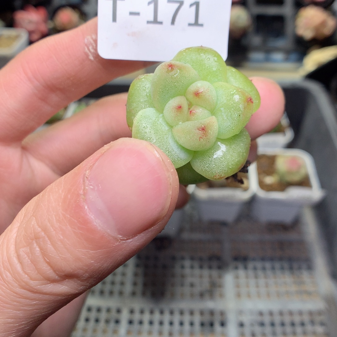 T171y y y y y t t t t