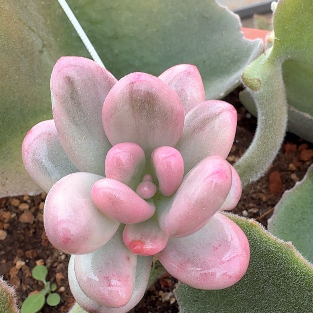 奶酪锦 多肉植物锦