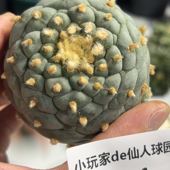 641可发货可帮发根