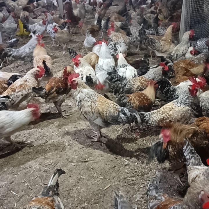 余***心7包装一公一母单独装