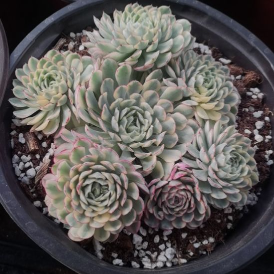 梦幻玫瑰白覆轮锦群