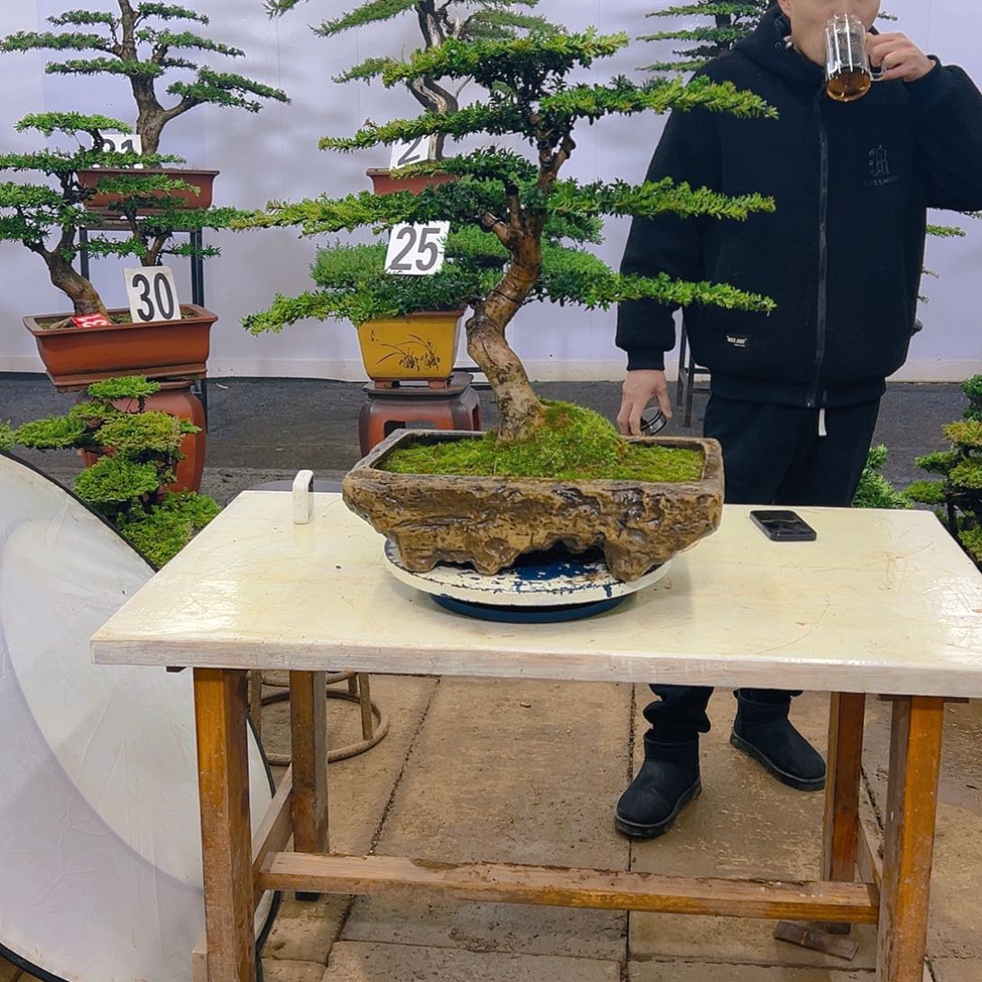 罗汉松盆景罗汉松盆景