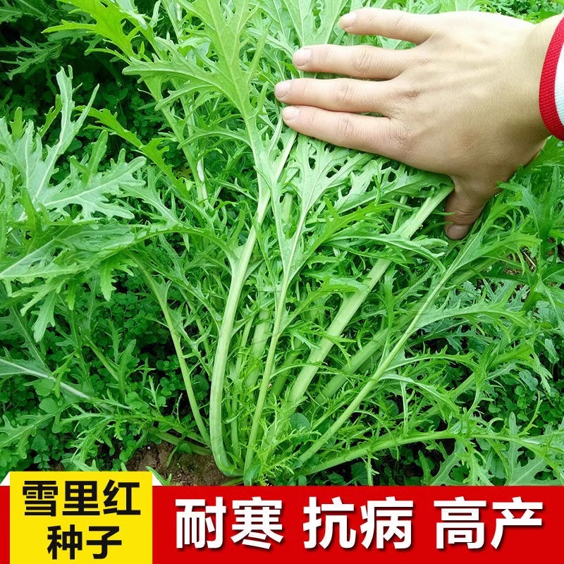 雪里蕻菜种籽菜籽四季雪菜雪里红蔬菜孑芥菜种子秋冬季籽种子菜种