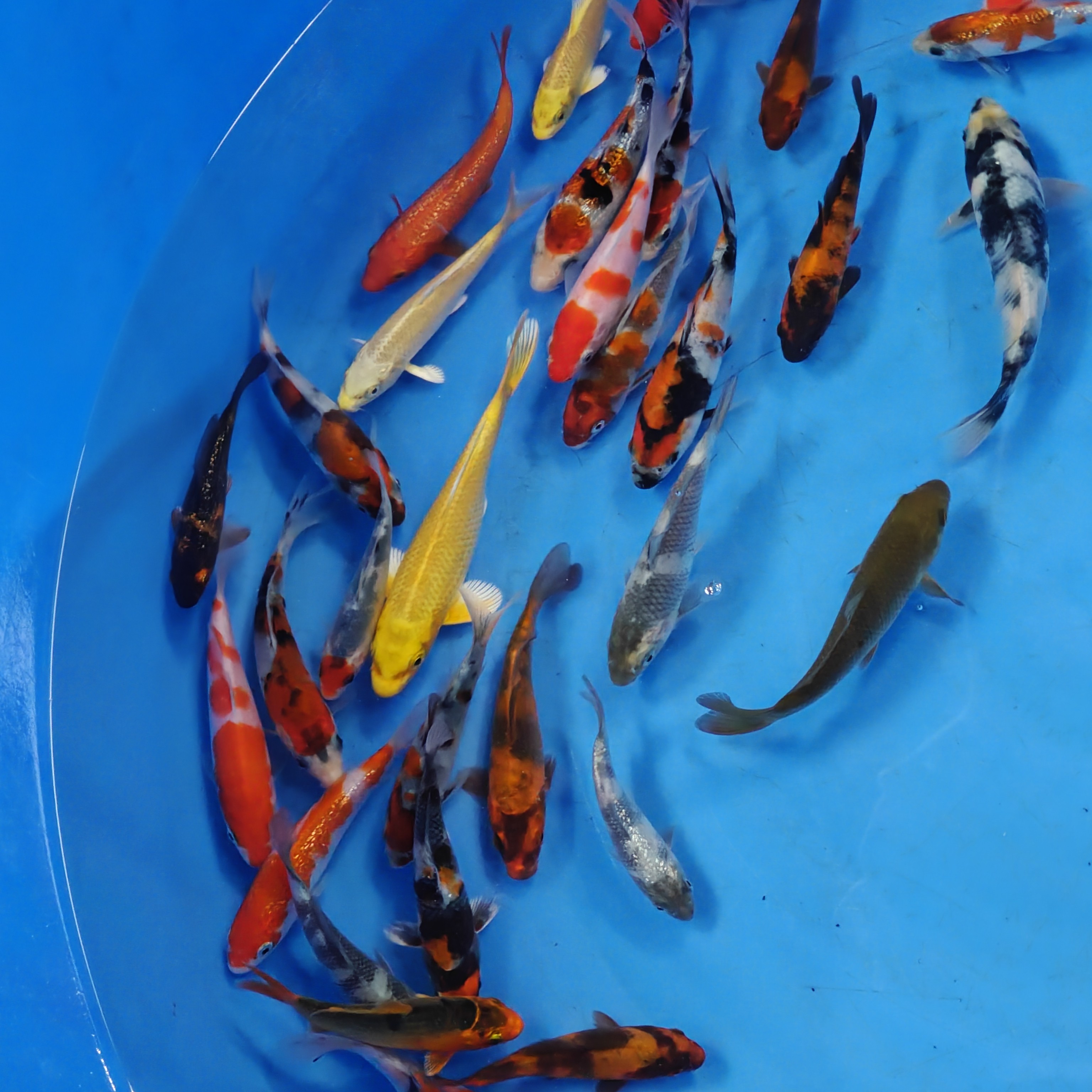 正南利血统精选锦鲤活鱼鱼观赏鱼锦鲤观赏鱼鲤鱼