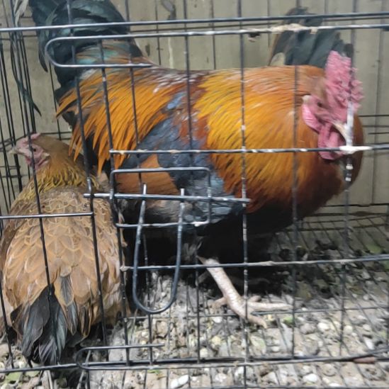 18中国大陆花冠藏鸡一对