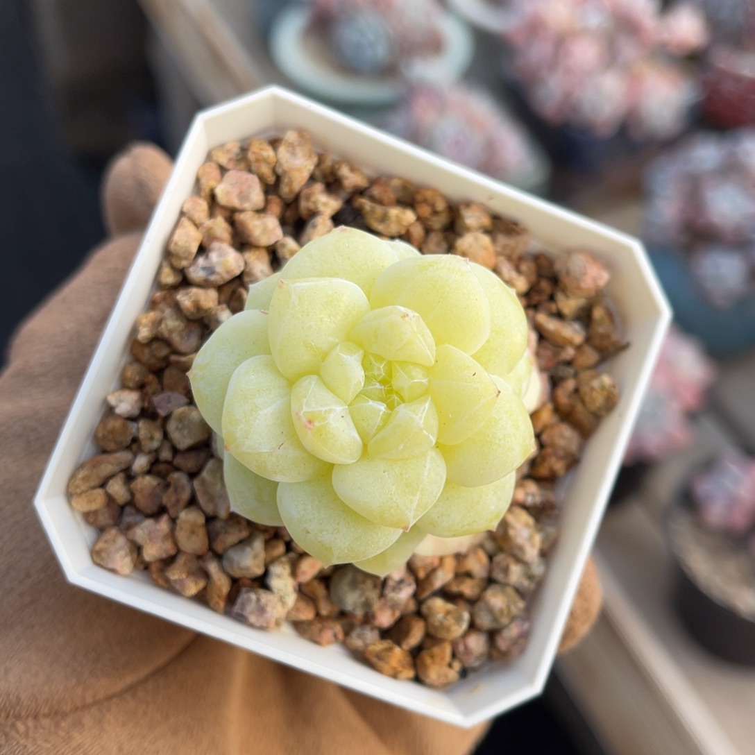 冰玉石化锦一物一拍