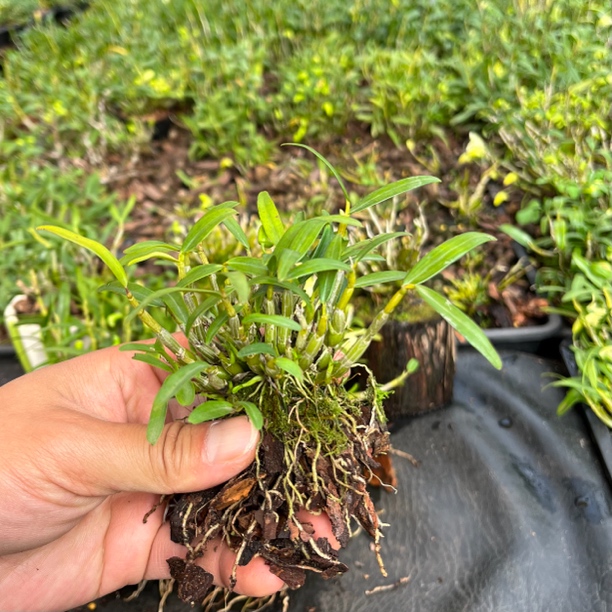 霍山石斛安徽霍山霍山米斛苗可食用迷你型盆栽室内室外遮阴绿植