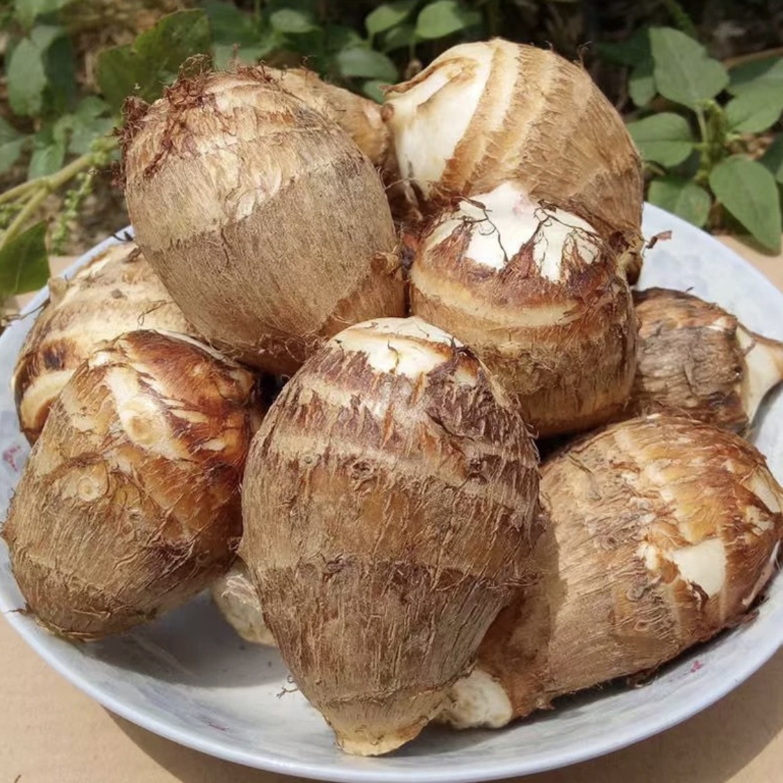 山东精选牛奶芋头皮薄新鲜芋头芋艿只发芋头仔不掺芋头母5斤装