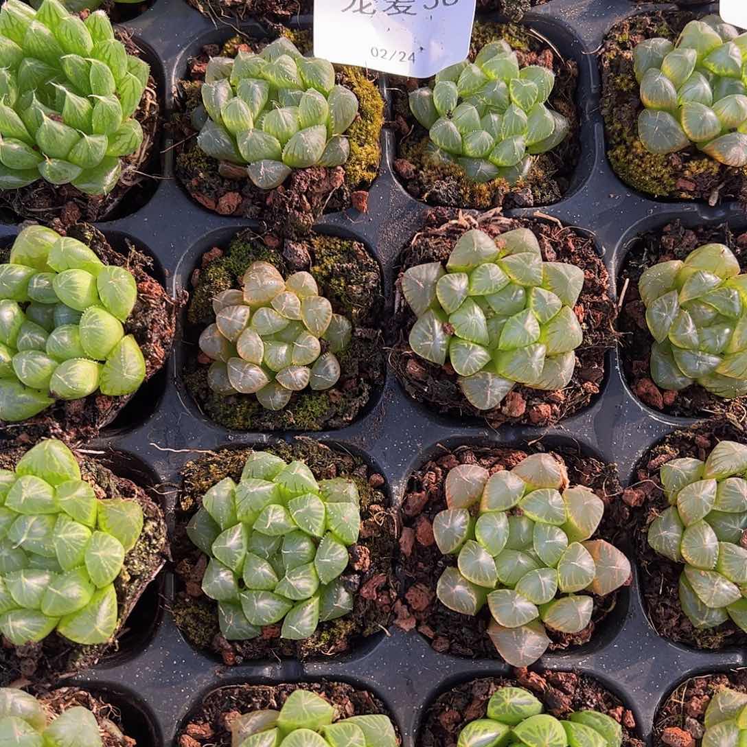 直播福利一物一拍38