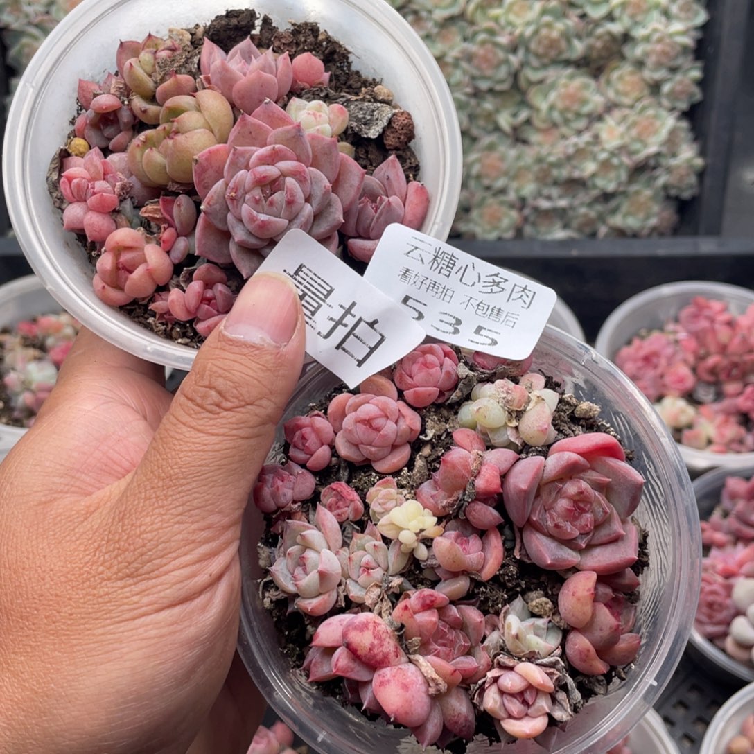云糖心多肉植物535