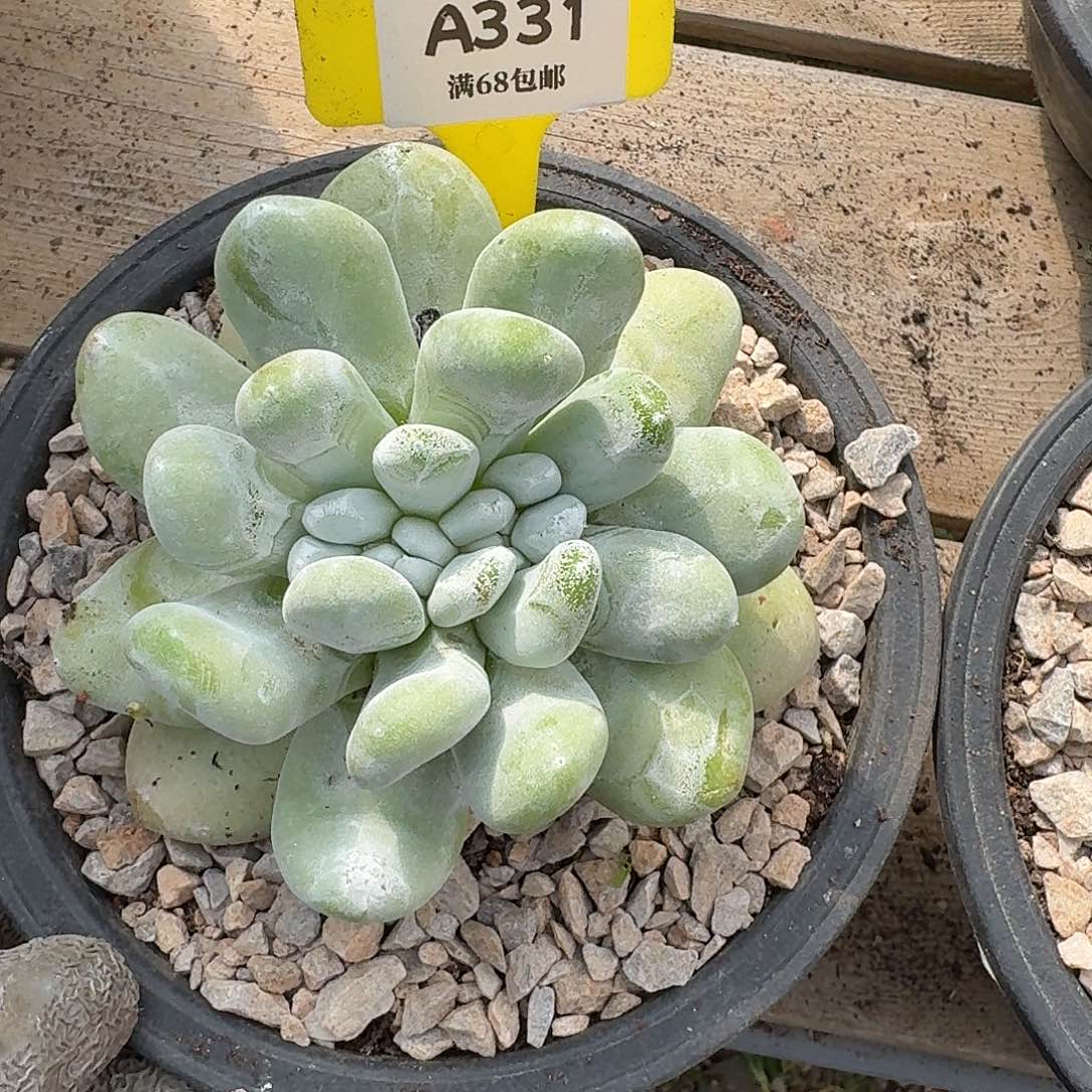 雨***）多肉植物仙女杯A331