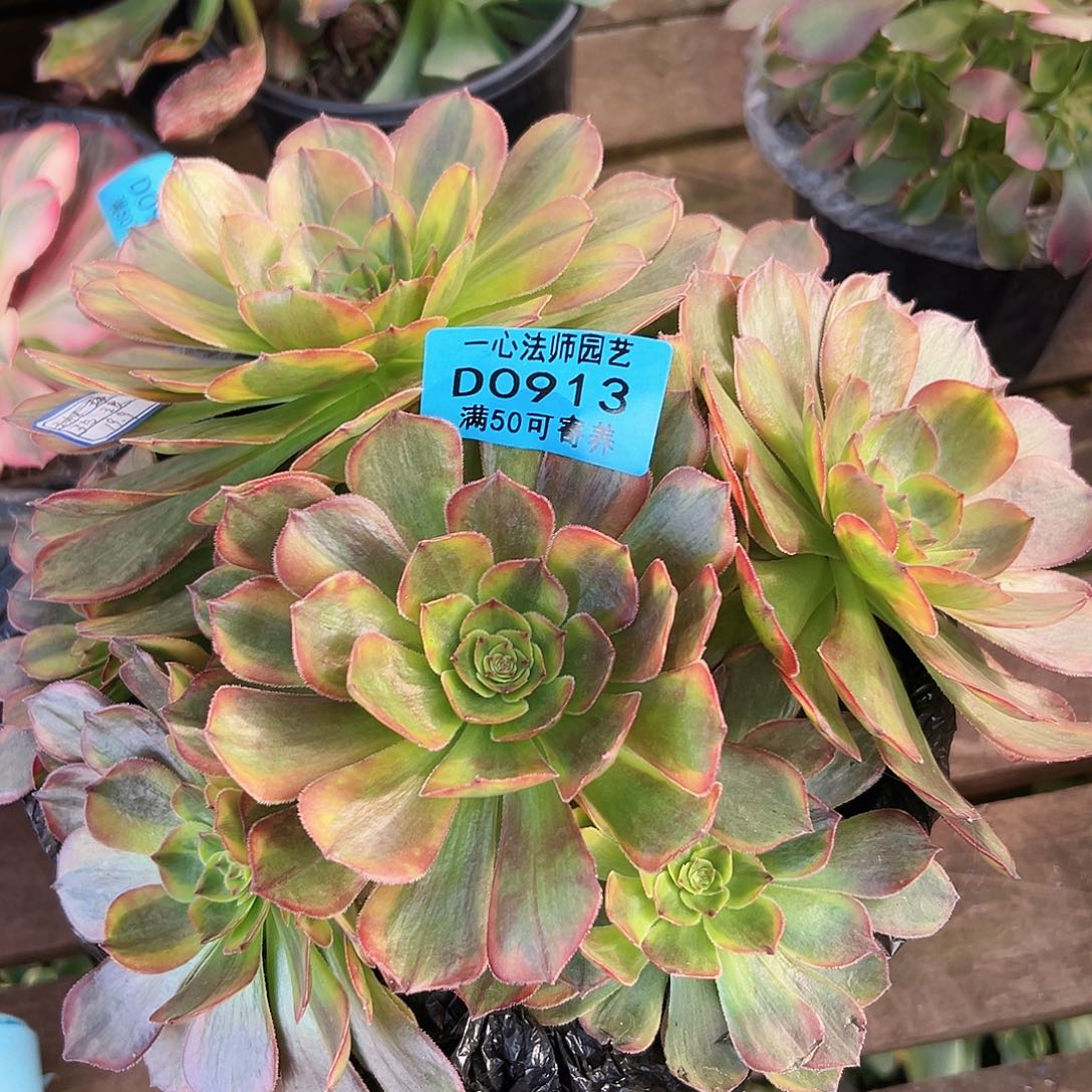 多肉植物多肉植物913