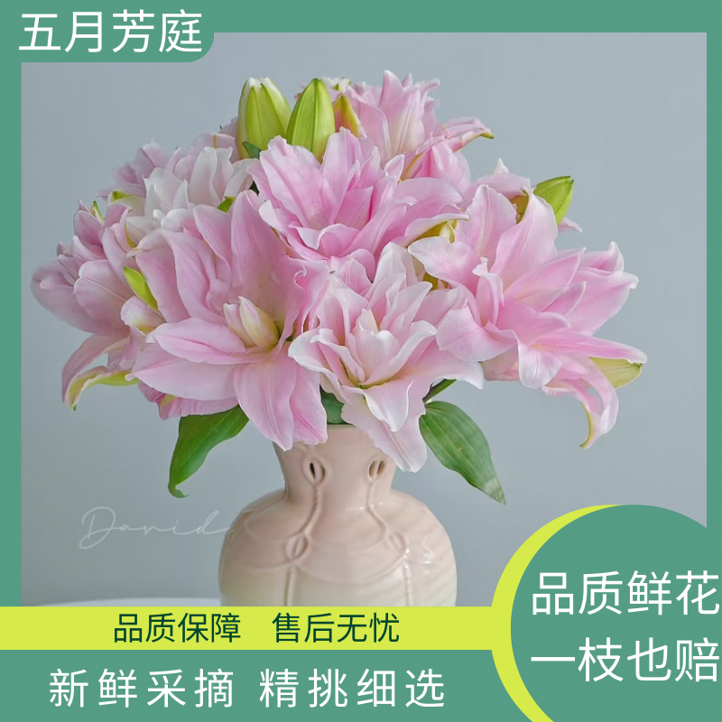 多头【贵妃/伊蒂莎】中度香味重瓣百合独特蜂蜜柚子皮上海鲜花