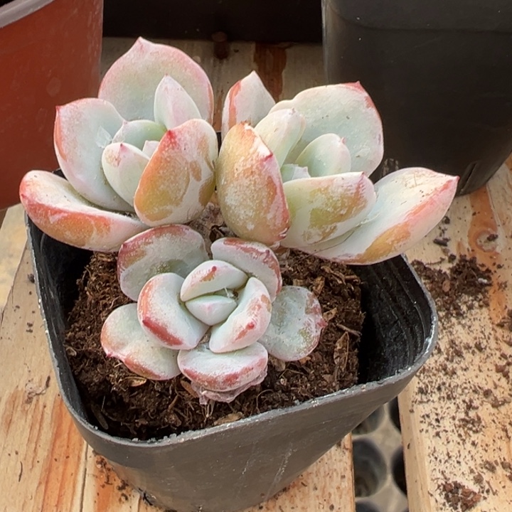 奶茶精控多肉植物413