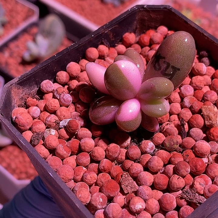 小***调红手指锦多肉植物