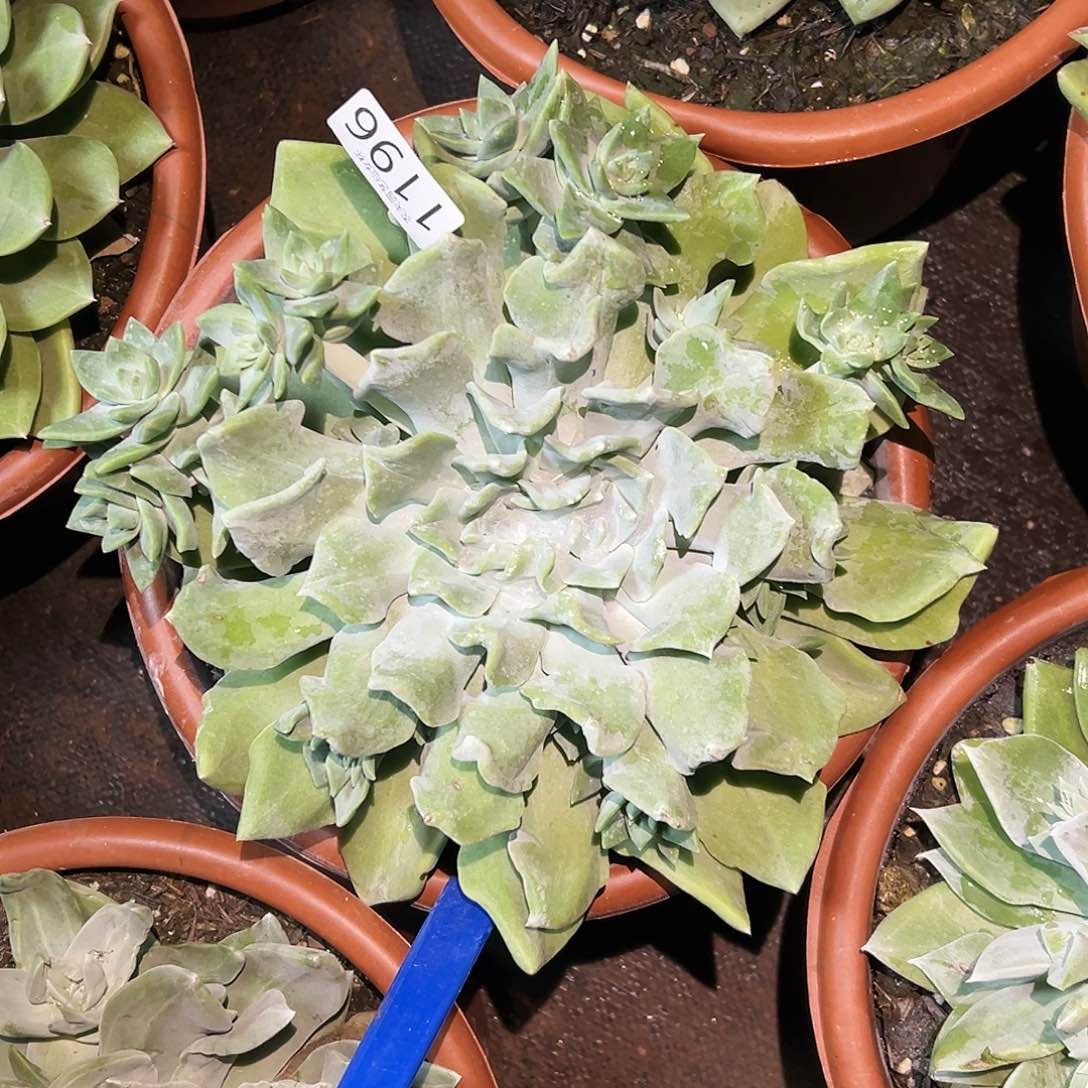 你***呀3代杂交仙女杯多肉。