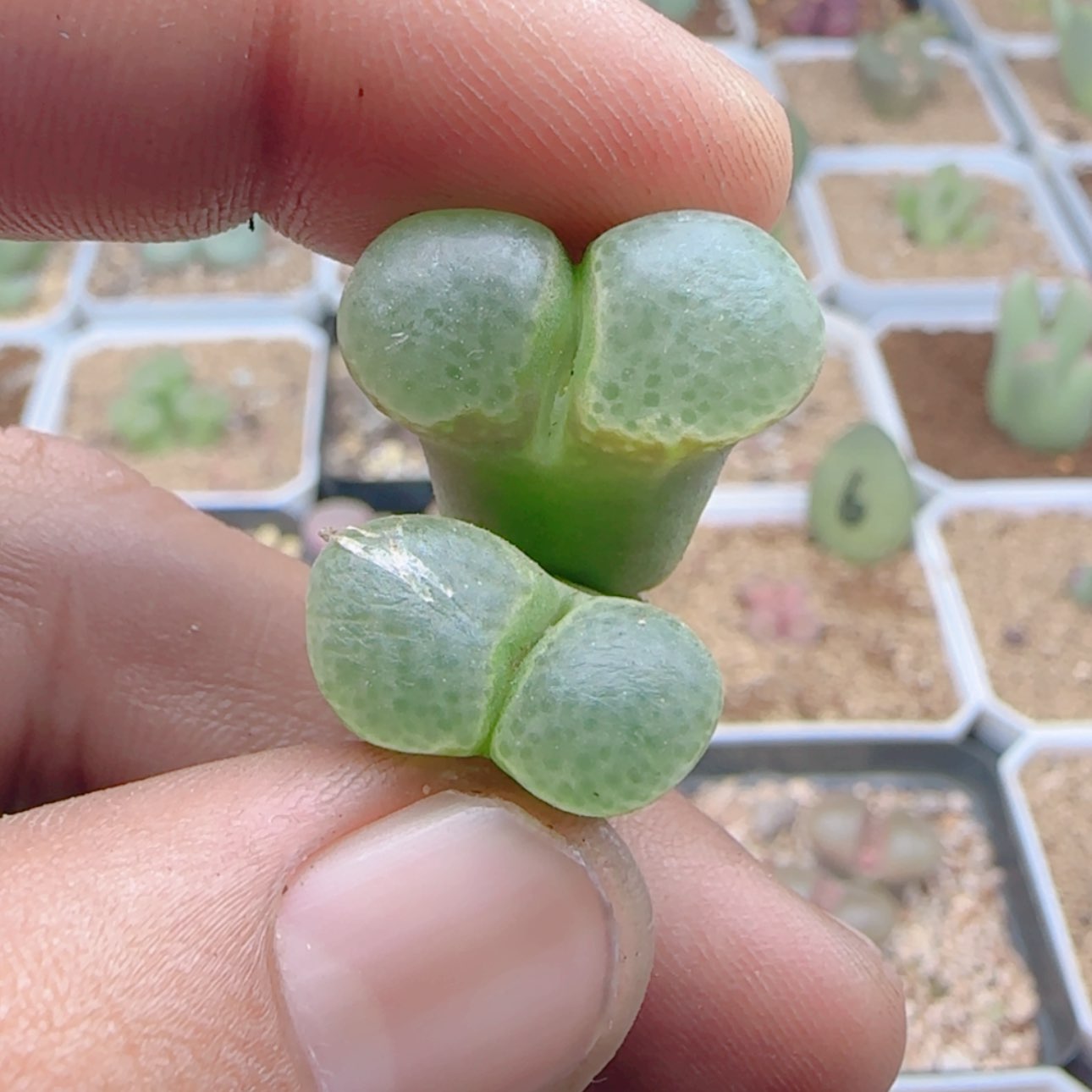 【闪购商品】璇*21159