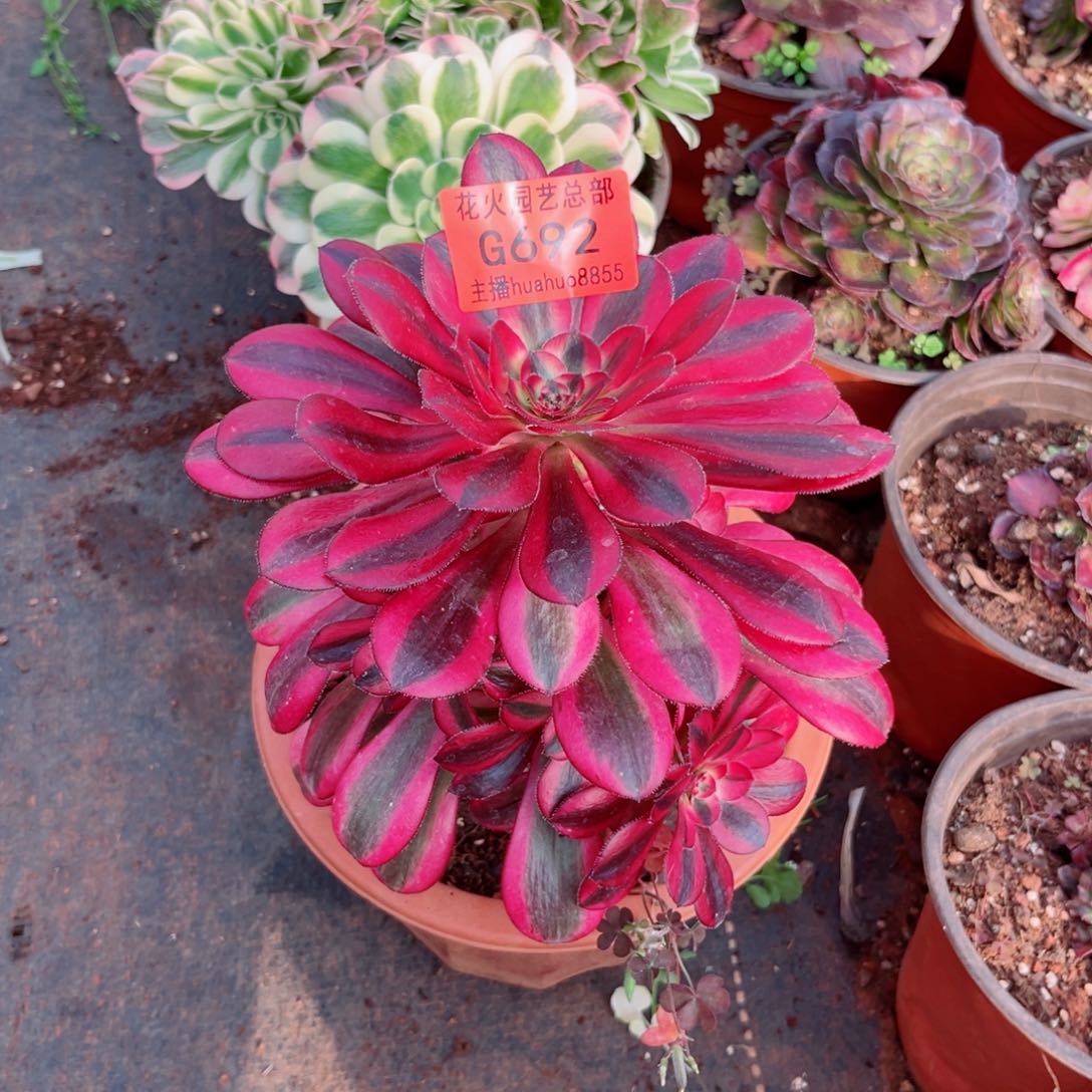 香奈儿692多肉植物