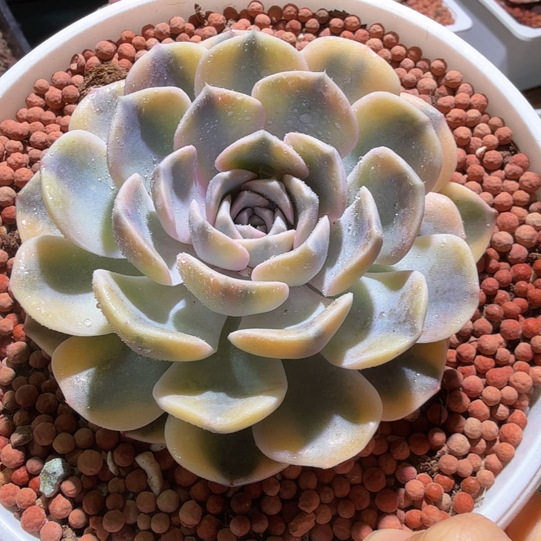 汉堡锦，多肉植物