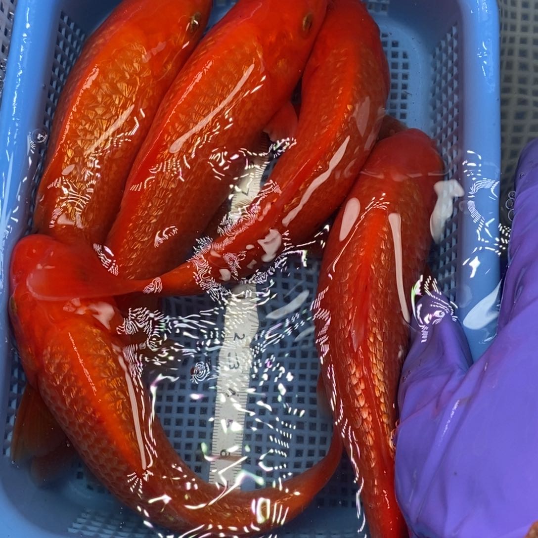 锦鲤冷水锦鲤包邮