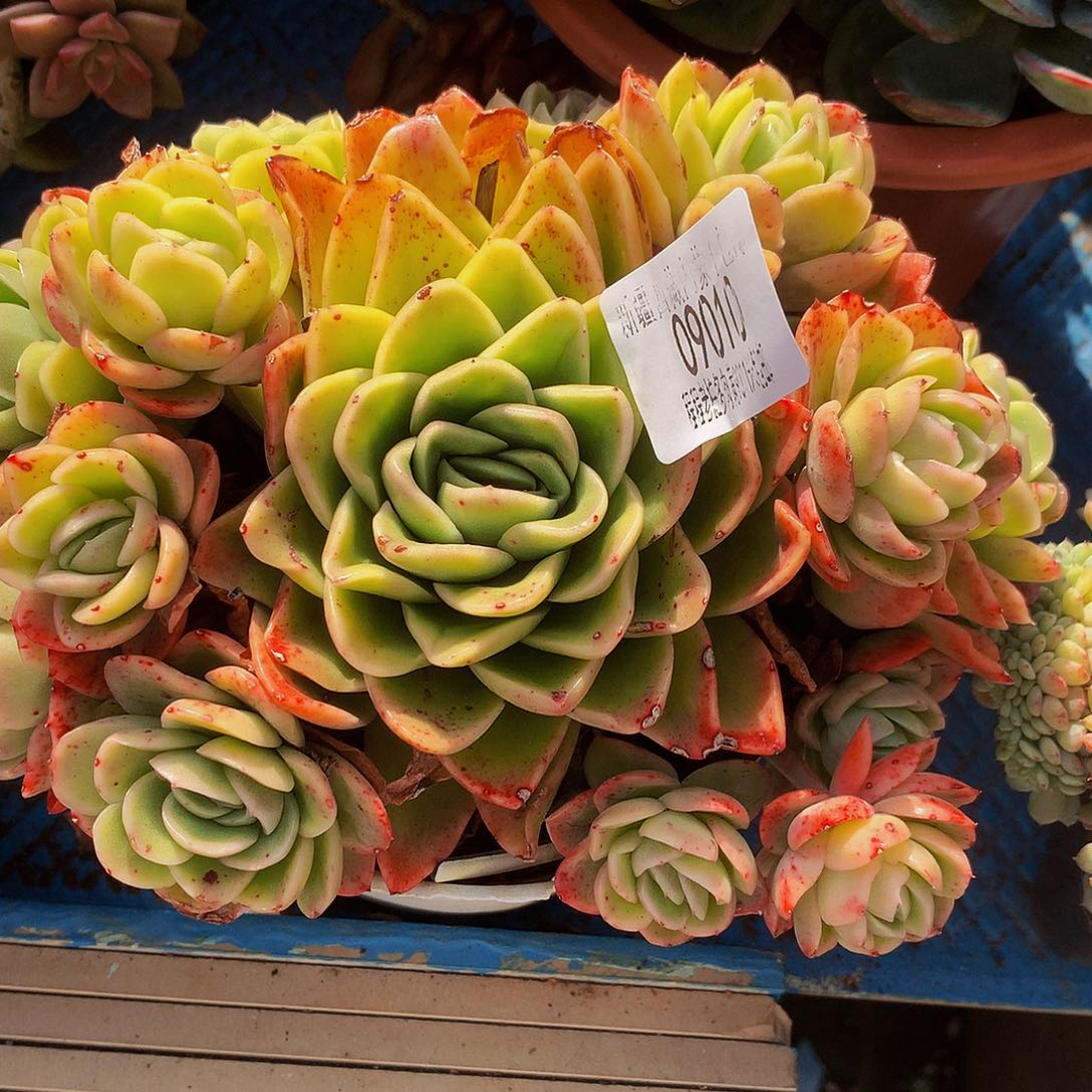 用***1冰玫瑰09010多肉多肉