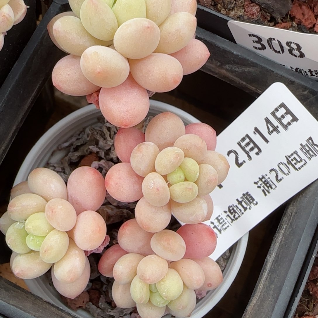 花语逸镜0214-324