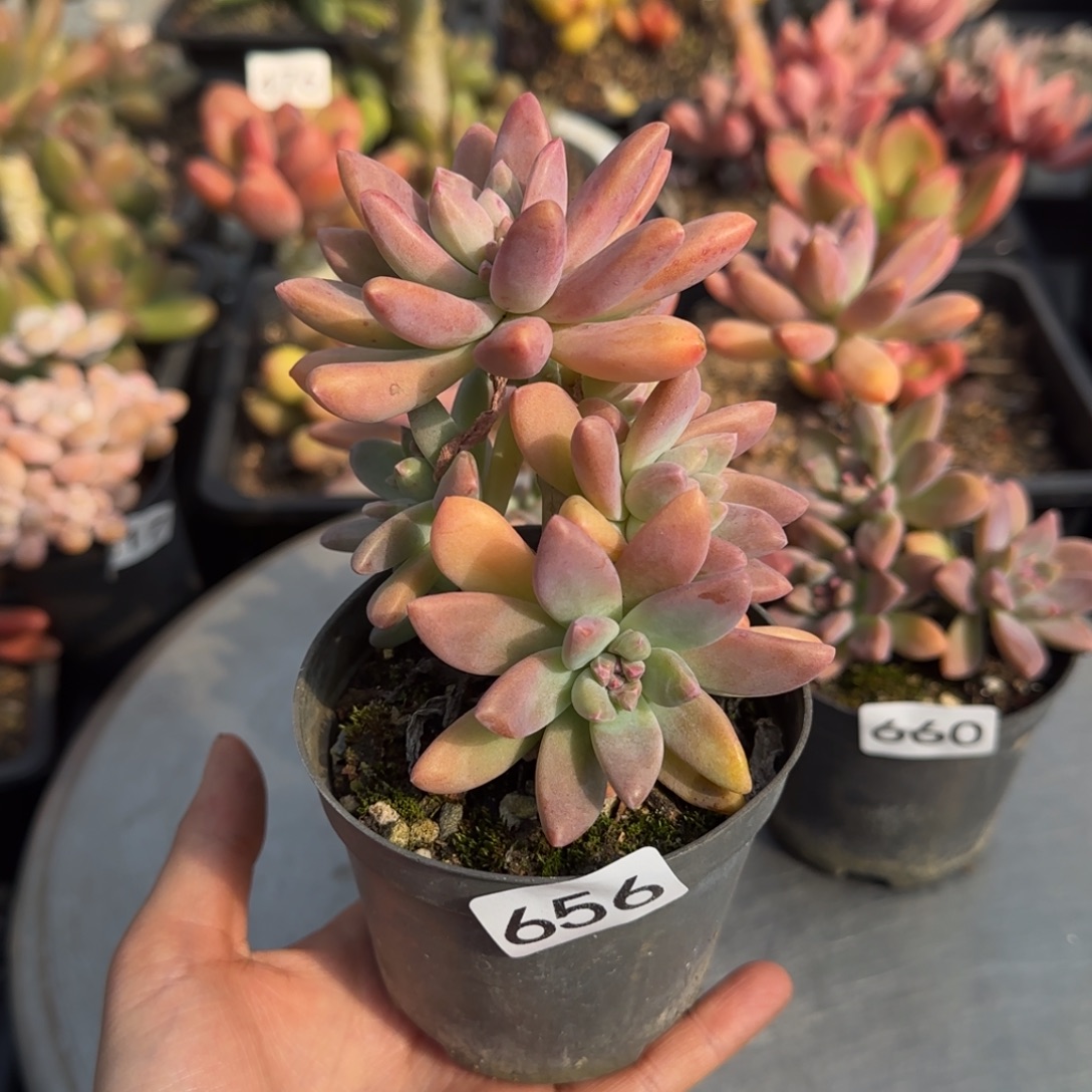 棠***°656号一物一拍一物一拍