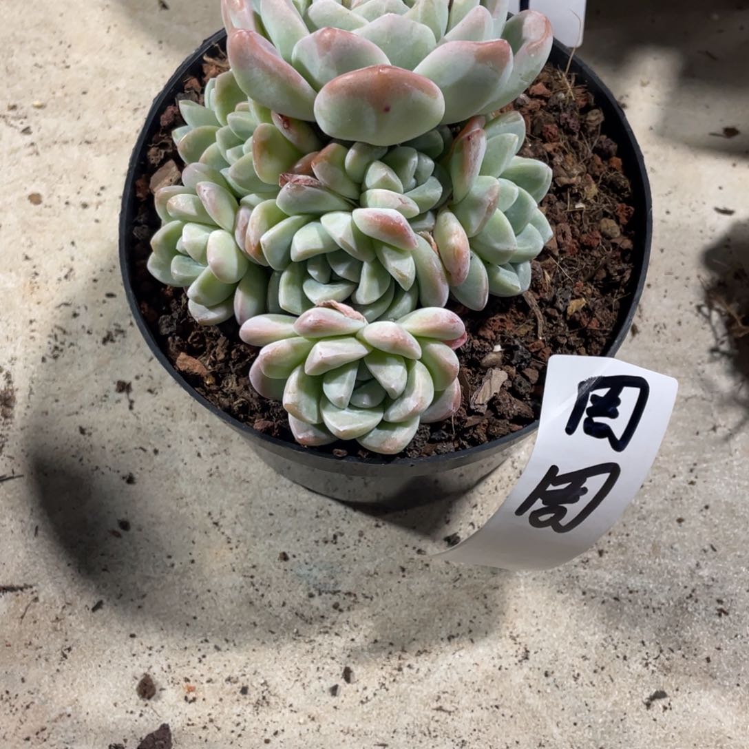 周周寄养专拍冰玉手捧群生