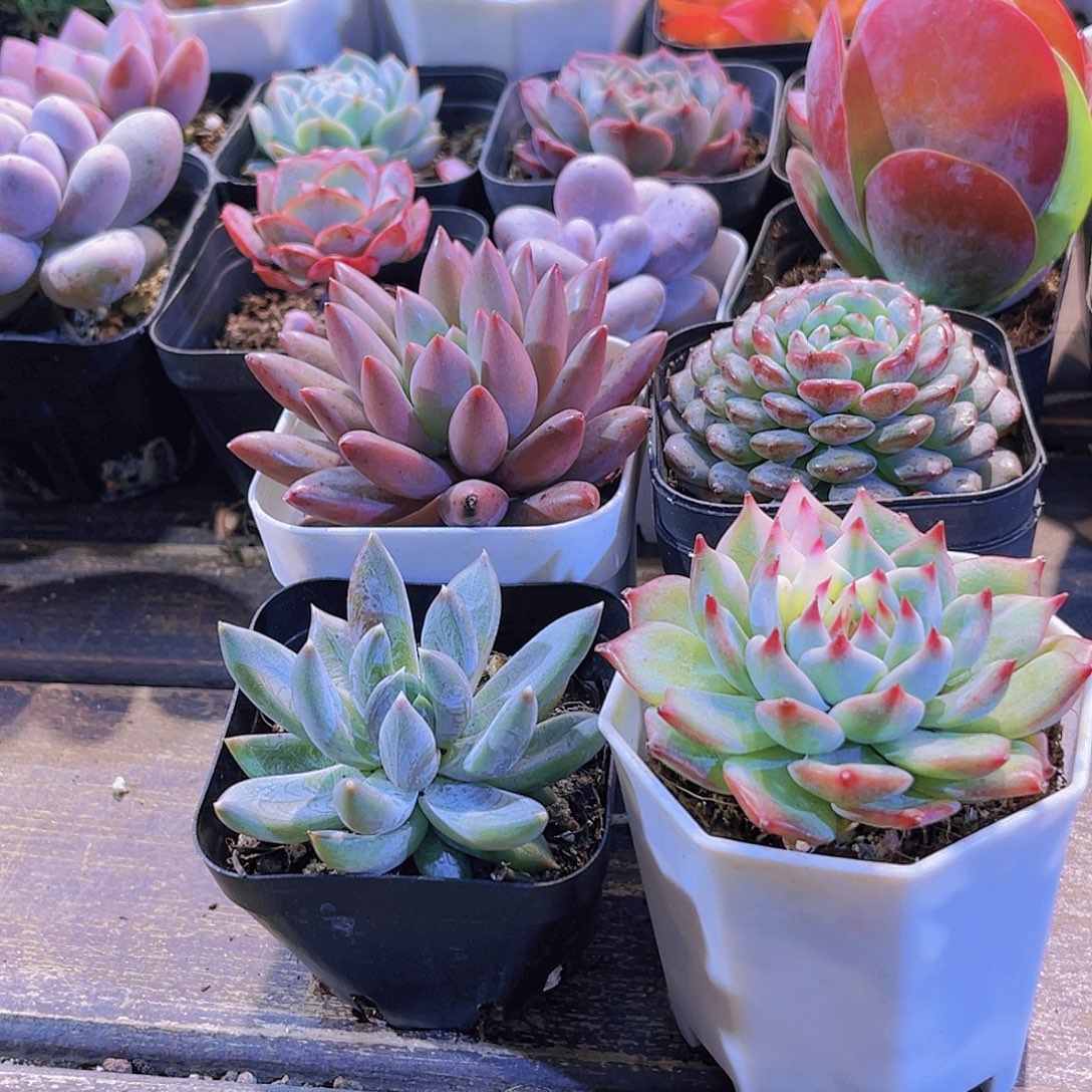 蜻蜓。白胖。炫彩星。吉娃娃锦