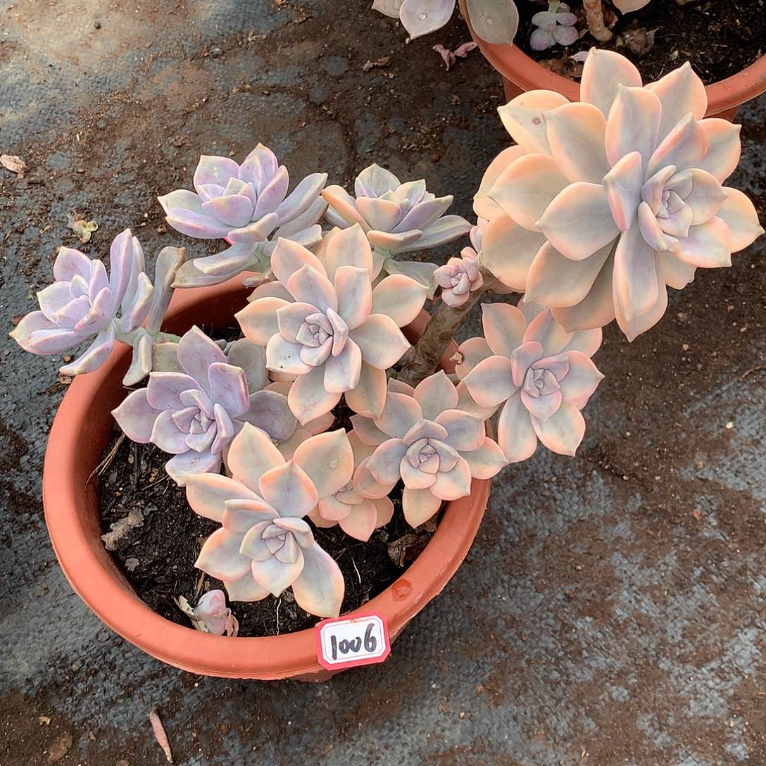 紫乐锦1006晓晓一物一拍