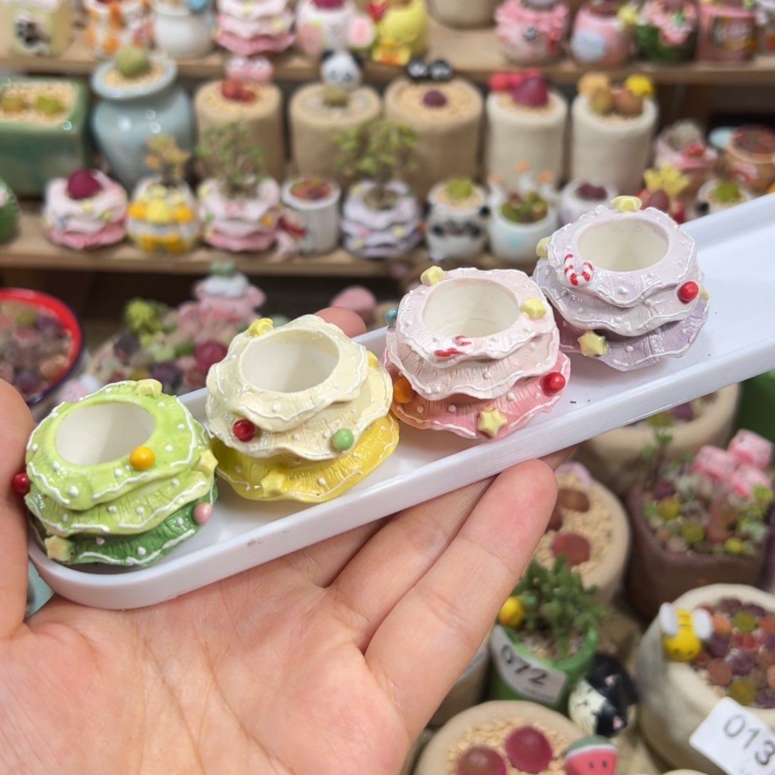 多肉植物81好四个圣诞盆