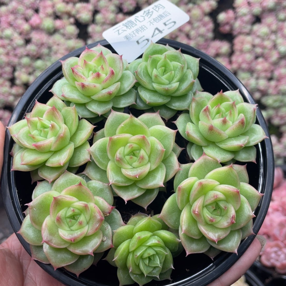 云糖心多肉植物545