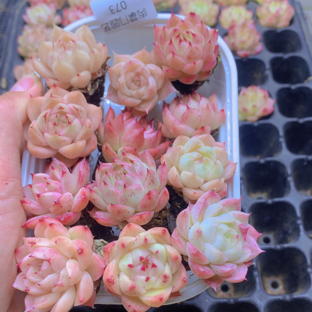 多肉植物多肉植物073