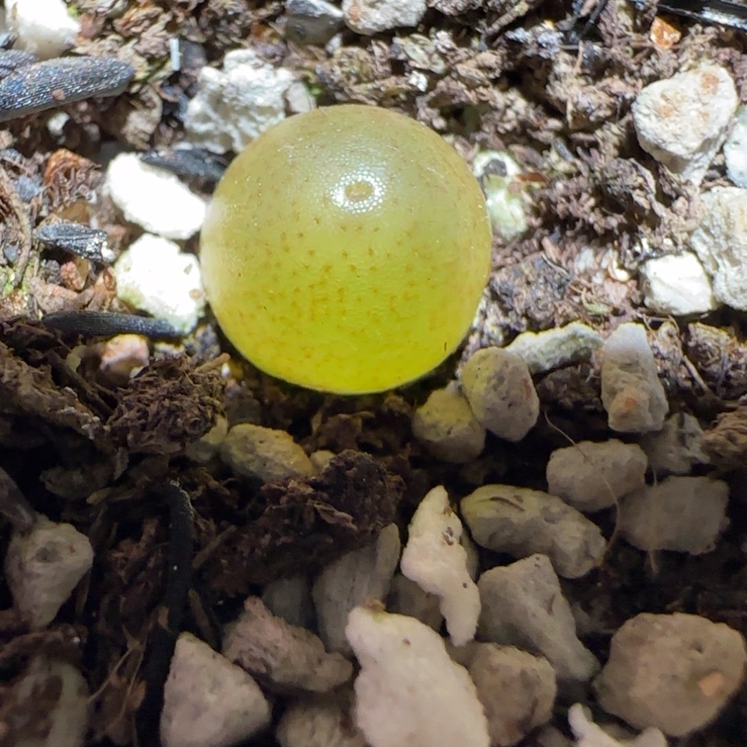 肉锥多肉植物百科25-哈默794