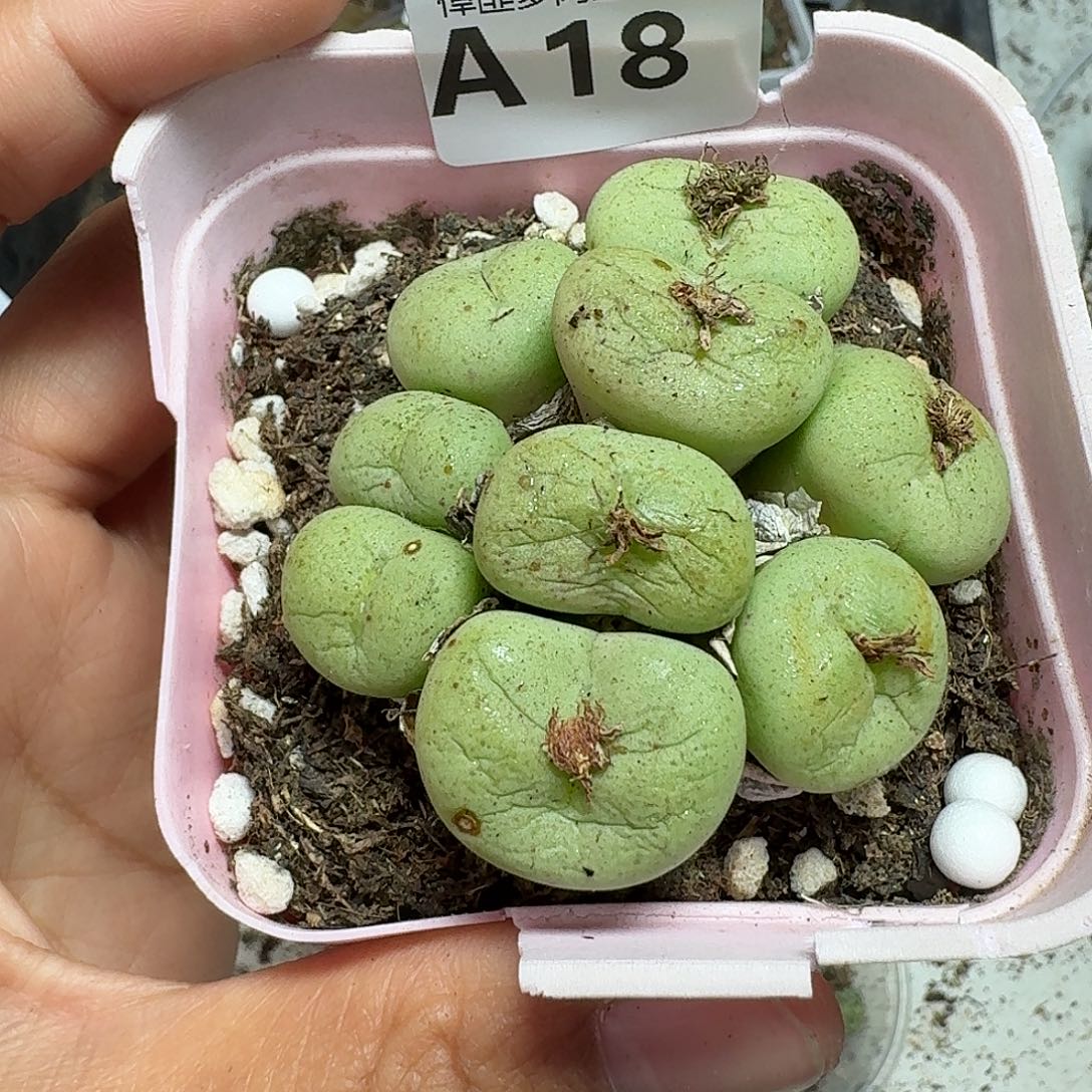 18多肉植物多肉植物