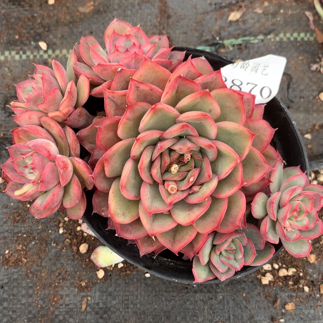 3870杂交精品基地14厘米