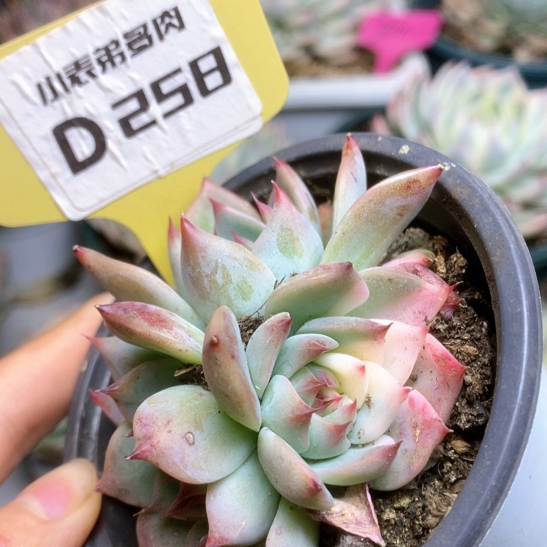 D258锦锦锦锦锦锦锦锦