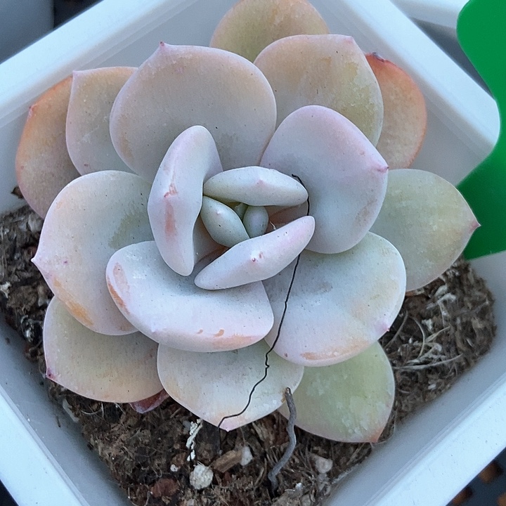 多肉植物奶茶3128多肉