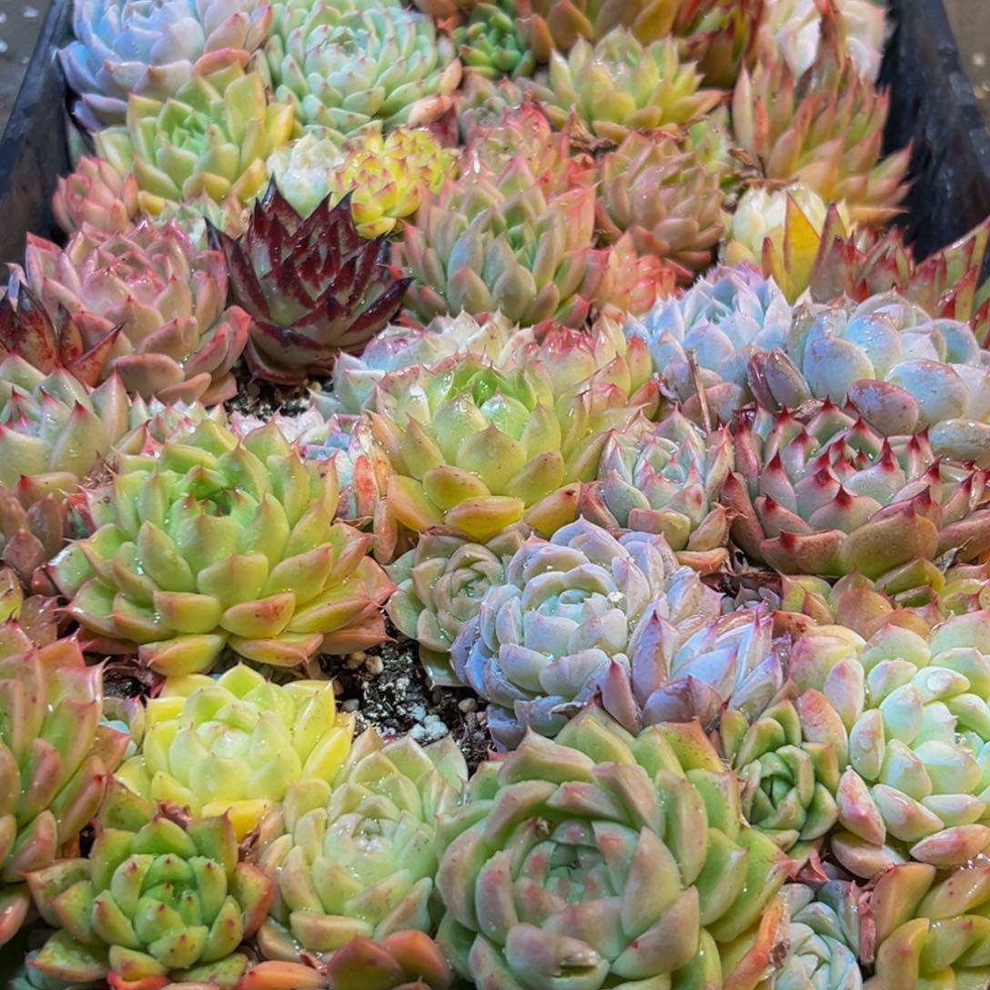 857多肉菜市场上有很多的人都