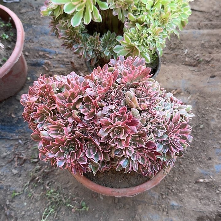 阳**媚缀话脱土发货缀话