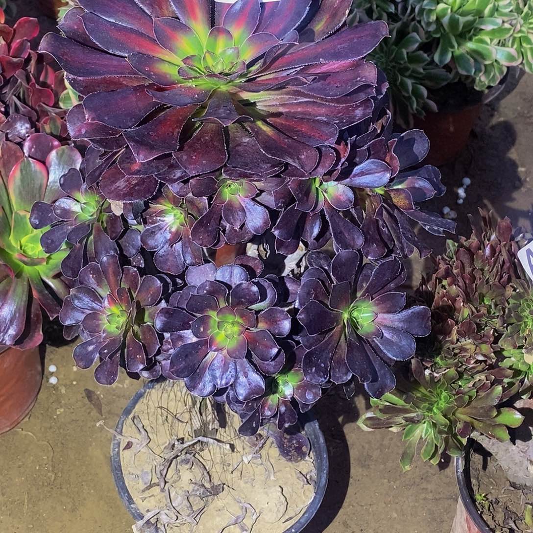 康***溎7 多肉植物不包断枝