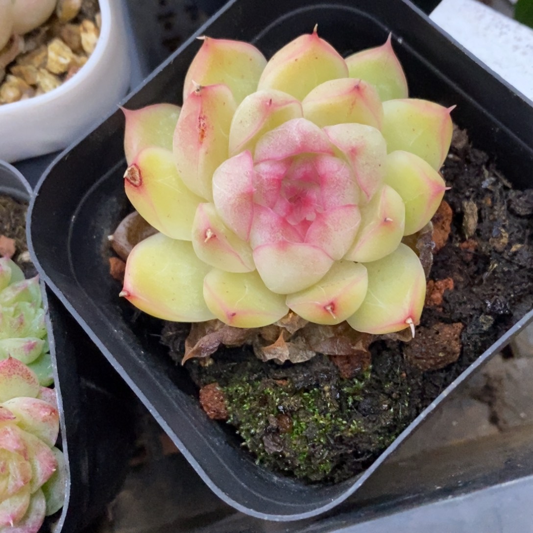 精品多肉一物一拍不包整215