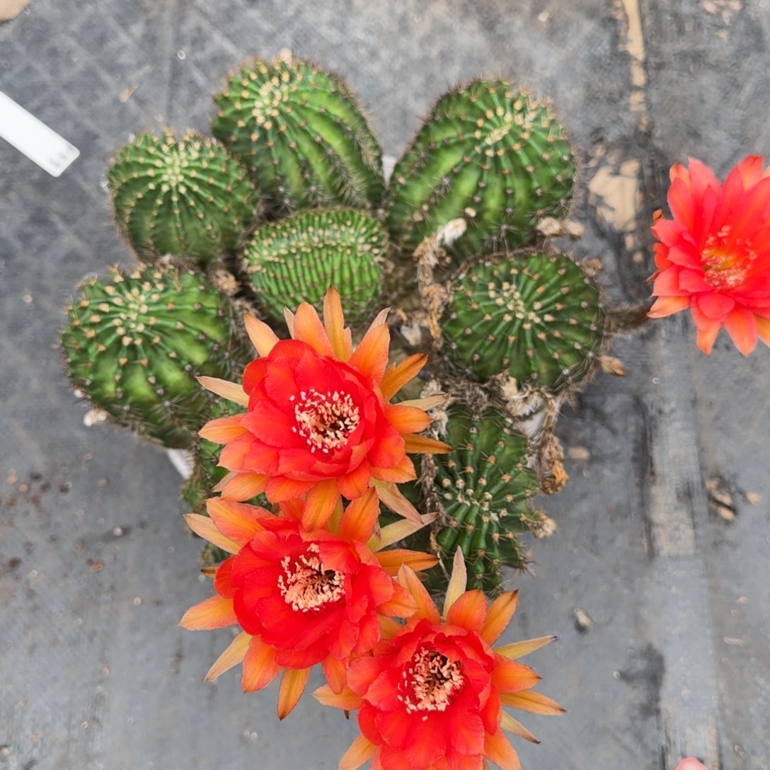 实生缀化群生摘花发货