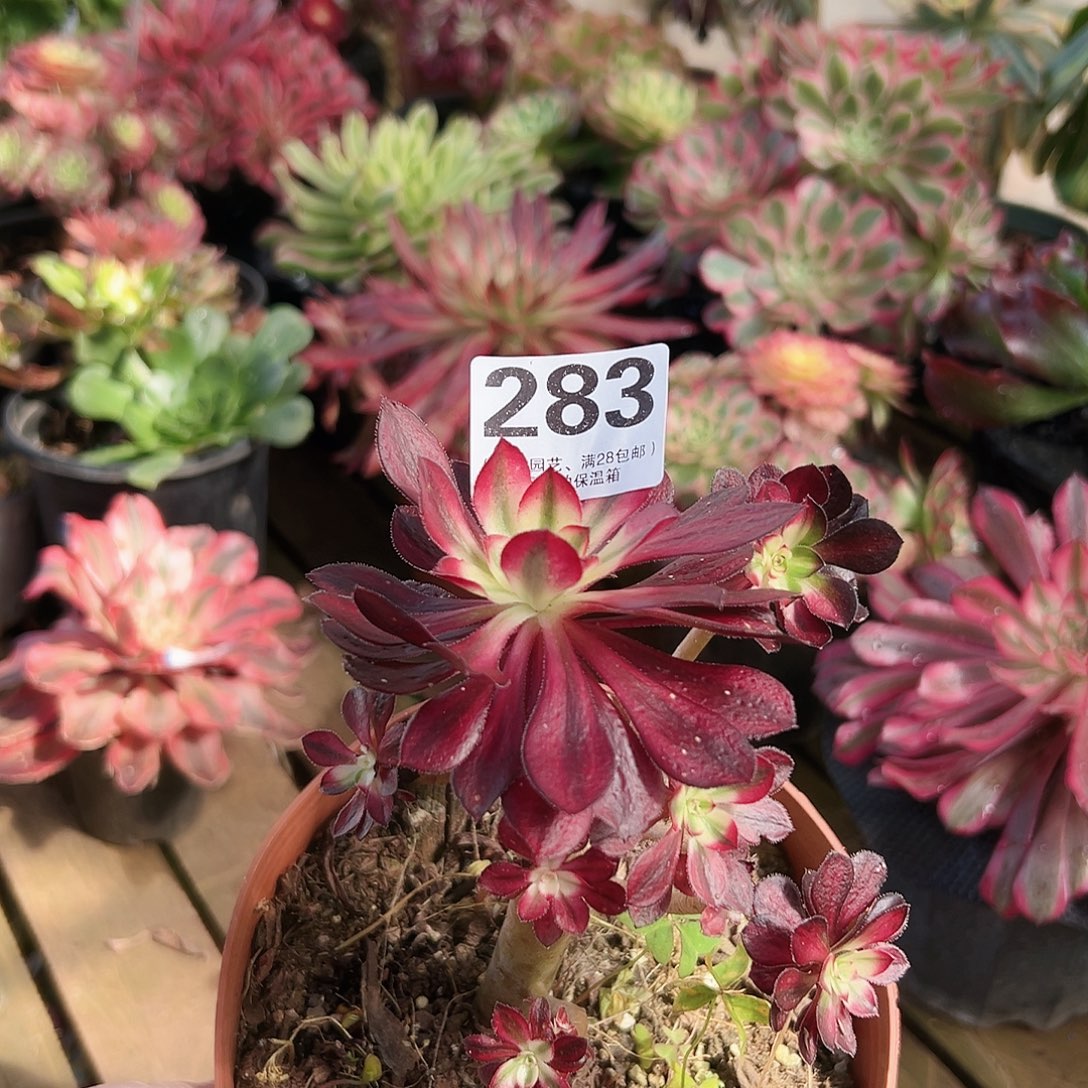 蒙那丽莎283多肉植物多肉植物